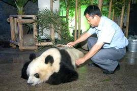 关于熊猫爆料的新闻,最新爆料揭示国宝生活之谜