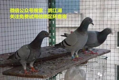 鸽子爆料打架视频真实,一场真实打架事件的记录