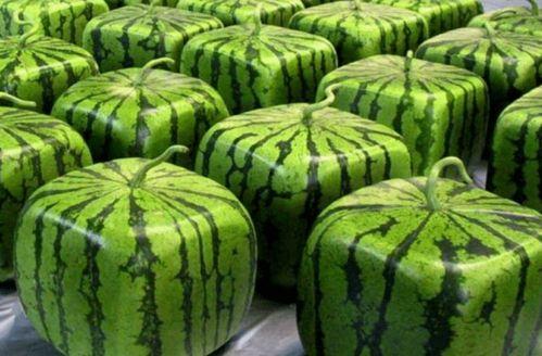 哪里可以免费吃网络瓜,轻松享受免费娱乐盛宴